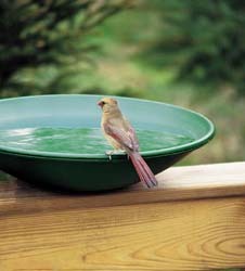 female cardinal bird bath