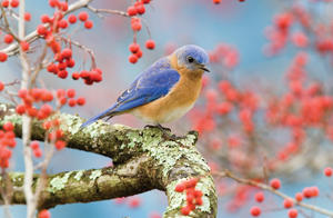 bluebirdspring
