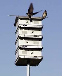 purple martin house