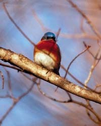 e bluebird in tree