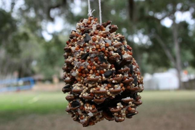 pine cone feeder